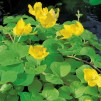 x 6 Penningblad - Lysimachia Nummularia