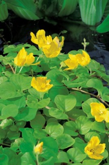 x 6 Penningblad - Lysimachia Nummularia