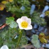 Vattenmönja Syreväxt - Ranunculus aquatilis 9x9cm