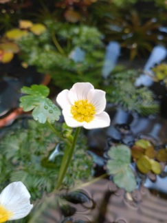 Vattenmönja Syreväxt - Ranunculus aquatilis 9x9cm