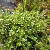 Kärrmire Syreväxt - Anagallis Tenella 9x9