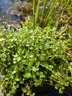 Kärrmire Syreväxt - Anagallis Tenella 9x9
