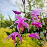Mikadoblomma
