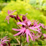 Gökblomster