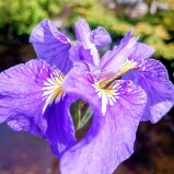 Strandiris
