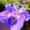 Strandiris