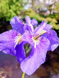 Strandiris
