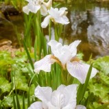 Iris Not Qiuite White