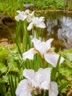 Iris Not Qiuite White