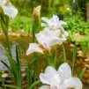 Iris Not Qiuite White