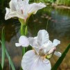 Iris Not Qiuite White