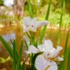 Iris Not Qiuite White