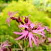 Gökblomster