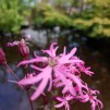 Gökblomster