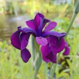 Iris Black Gamecock