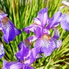 Strandiris