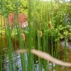 Dvärgkaveldun