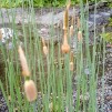 Dvärgkaveldun