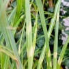 Glansmiskanthus