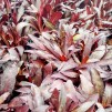 Kardinallobelia
