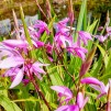 Mikadoblomma