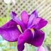 Strimmig Glansiris