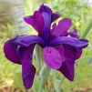 Iris Black Gamecock