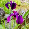 Iris Black Gamecock