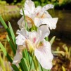Iris Not Qiuite White