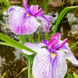 Japansk Iris