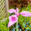 Iris Rose Queen
