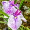 Japansk Iris