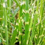 Glansmiskanthus