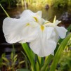 Japansk vit iris