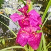 Iris Ann Chowing