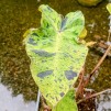 Taro Colocasia esculenta 