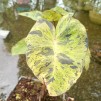 Taro Colocasia esculenta 