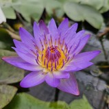Näckros Tropical Blue