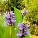 Pontaderia blå