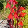 Kardinallobelia
