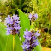 Pontaderia blå