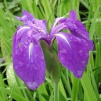 Iris Mottled Beauty Dream - Iris Mottled Beauty
