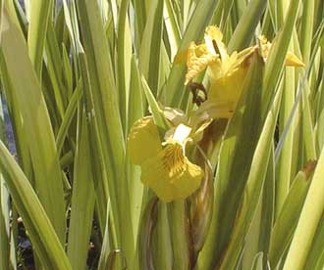 Strimmig gul svärdslilja - Strimmig gul svärdslilja