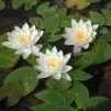 Näckros Tetragona - Näckros Tetragona