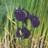 Japansk Iris