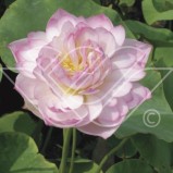 Lotus Näckros