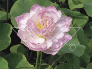 Lotus Näckros - Lotus rosa