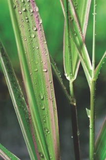 Randgräs - Randgräs Phalaris arundinacea Picta