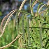 Hängstarr - Carex pendula