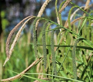 Hängstarr - Carex pendula